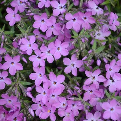 Phlox Rose Sprite