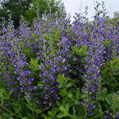 Baptisia Decadence® Blueberry Sundae PP23891
