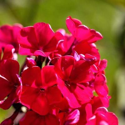 Phlox paniculata Bambini® Cherry Crush