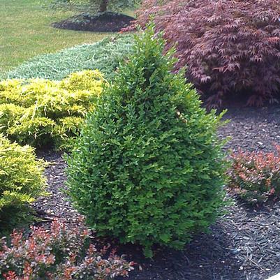 Buxus Green Mountain