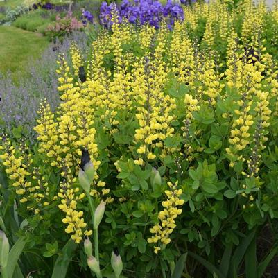 Baptisia Decadence® Lemon Meringue PP24280