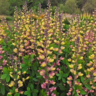 Baptisia Decadence® Pink Lemonade PP30669