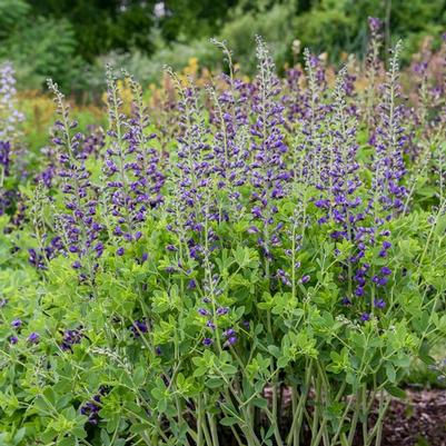 Baptisia Decandence® Deluxe Periwinkle Popsicle