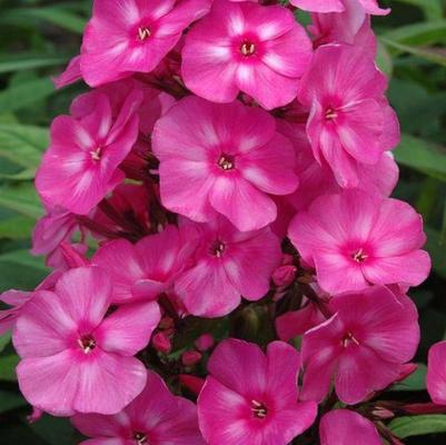Phlox paniculata Candy Store® Bubblegum Pink™ PP21171