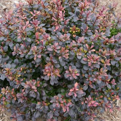 Berberis thunbergii Sunjoy Todo® PP29504