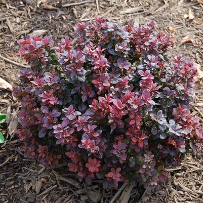 Berberis thunbergii var. atro. Crimson Pygmy