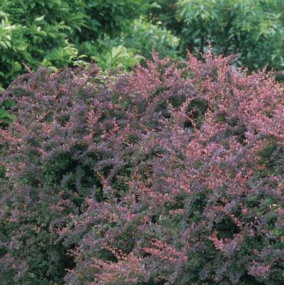 Berberis thunbergii var. atro. Rose Glow