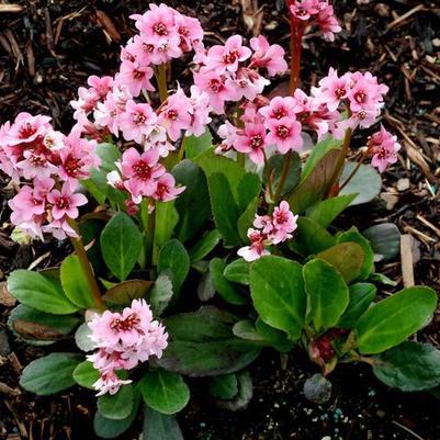 Bergenia Dragonfly™ Pink