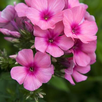 Phlox paniculata Flame® Pink