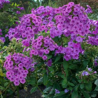 Phlox paniculata Flame® Purple