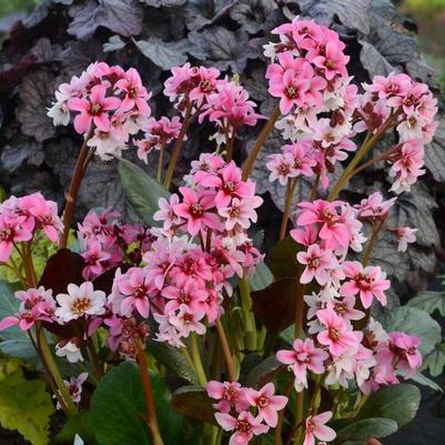Bergenia Dragonfly™ Sakura