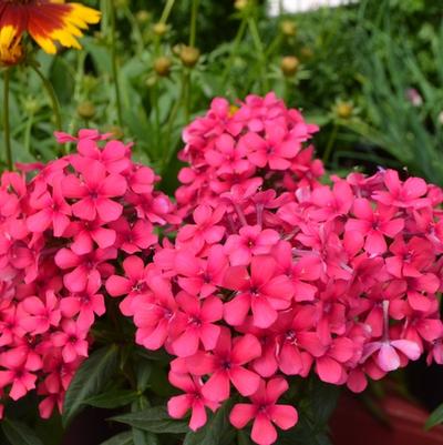 Phlox paniculata Flame® Red