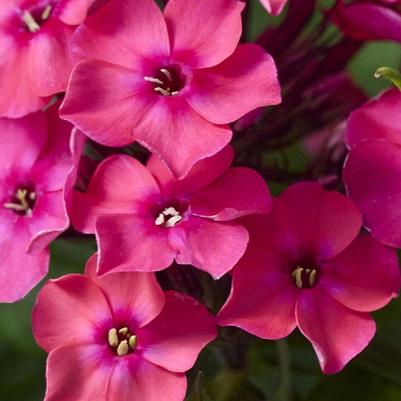 Phlox paniculata Flame® Watermelon