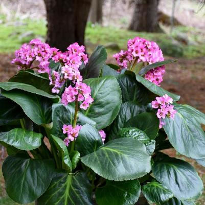 Bergenia cordifolia Miss Piggy