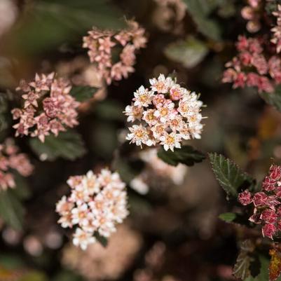 Physocarpus opulifolius First Editions® Little Devil ® (PP22634)