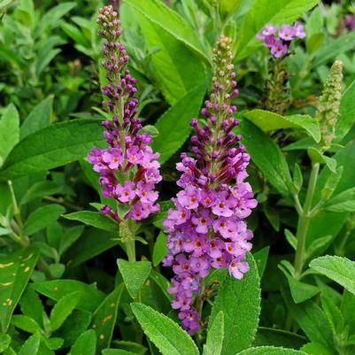 Buddleia Birthday Cake® PPAF