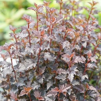 Physocarpus opulifolius Summer Wine® Black