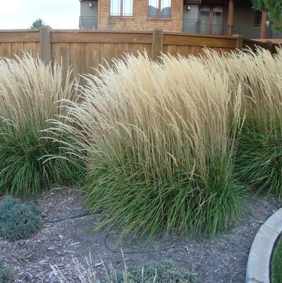 Calamagrostis acutiflora Karl Foerster