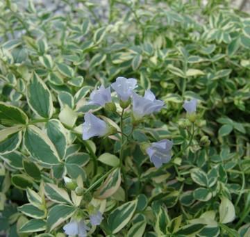 Polemonium reptans Stairway to Heaven PP15187