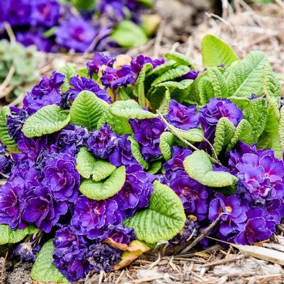 Primula Violetta