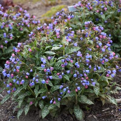 Pulmonaria Pink-a-Blue