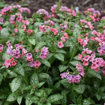 Pulmonaria Pretty in Pink