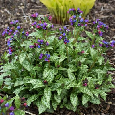 Pulmonaria Spot On