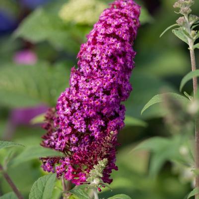 Buddleia davidii Funky Fuchsia™ PP26278