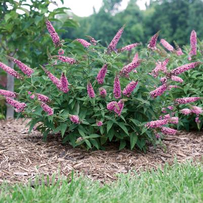 Buddleia davidii Lo & Behold® Pink Micro Chip
