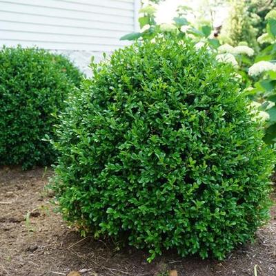 Buxus NewGen® Independence&reg;