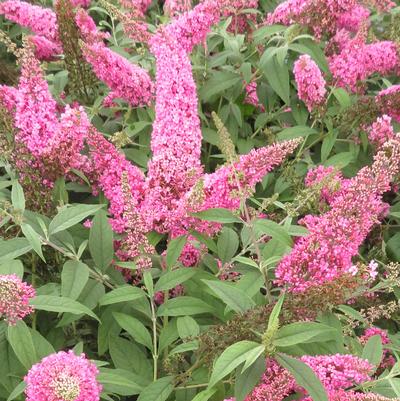 Buddleia Trippy Pink®