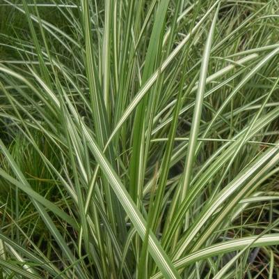 Calamagrostis acutiflora Lightning Strike®