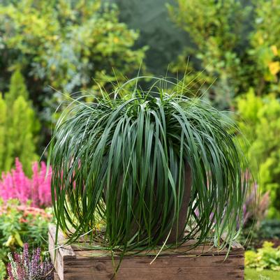 Carex Censation™ Ribbon Falls PP29950