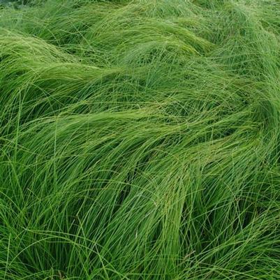 Carex appalachica 
