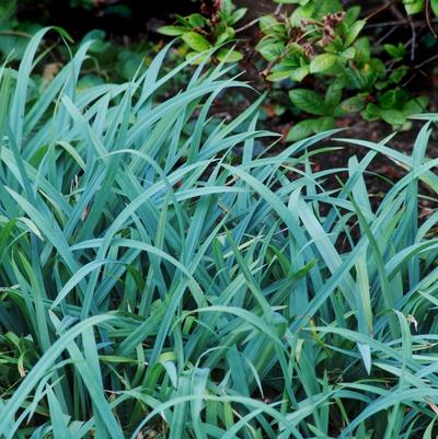 Carex laxiculmus Bunny Blue® Hobb