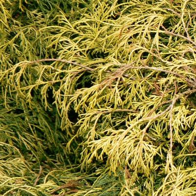 Chamaecyparis pisifera Fil. Au. Nana Goldmop