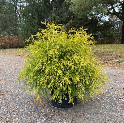 Chamaecyparis pisifera fil. Golden Charm