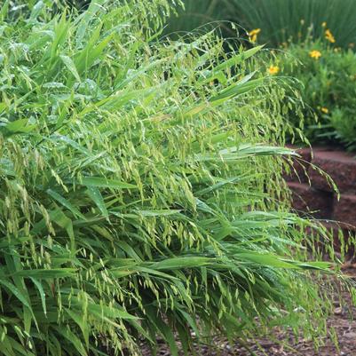 Chasmanthium latifolium 