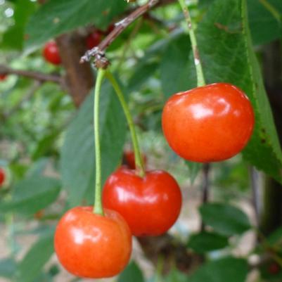 Cherry Semi-Dwarf Montmorency (sour)