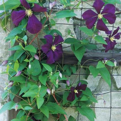 Clematis Etiole Violette