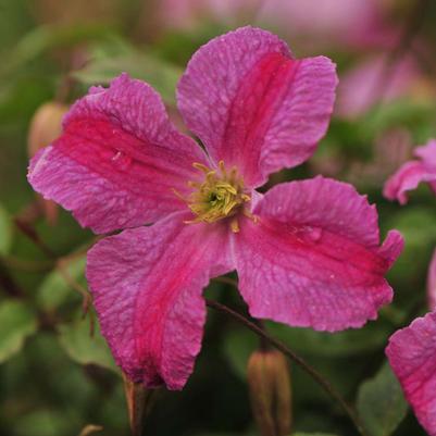 Clematis Pink Mink® PP24374