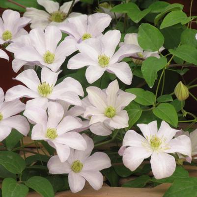 Clematis x Huldine