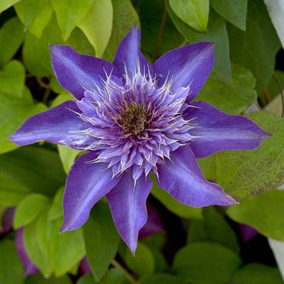 Clematis Multi Blue