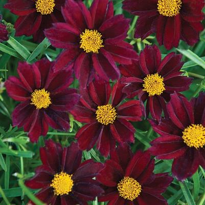 Coreopsis Big Bang™ Mercury Rising PP24689