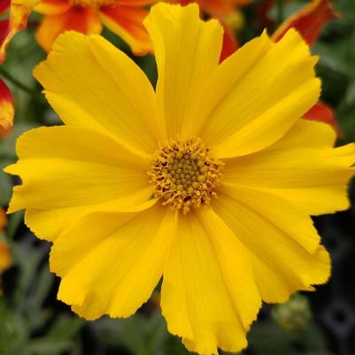 Coreopsis Li'l Bang™ Goldilocks PP32336