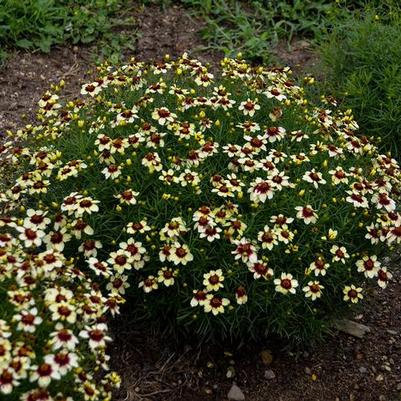 Coreopsis Sizzle & Spice® Crazy Cayenne