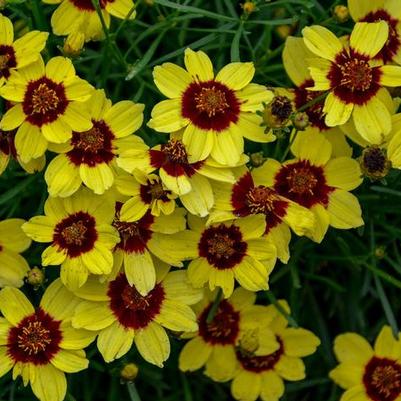 Coreopsis Sizzle & Spice® Sassy Saffron