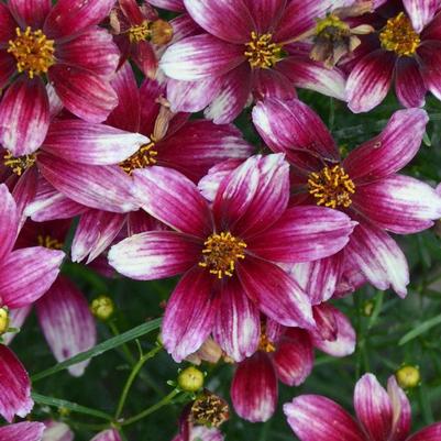 Coreopsis Sizzle & Spice® Zesty Zinger PP29921