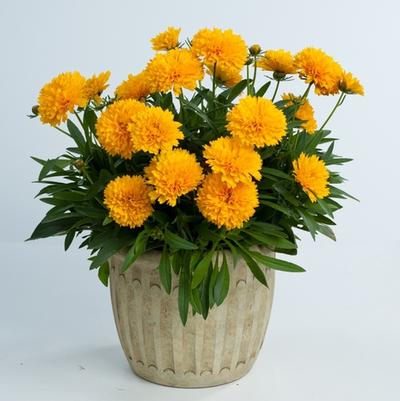 Coreopsis grandiflora Solanna™ Golden Sphere PP25241