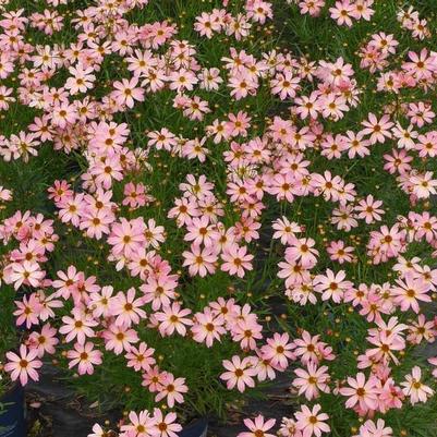 Coreopsis Perma Thread™ Shade of Rose PP29920